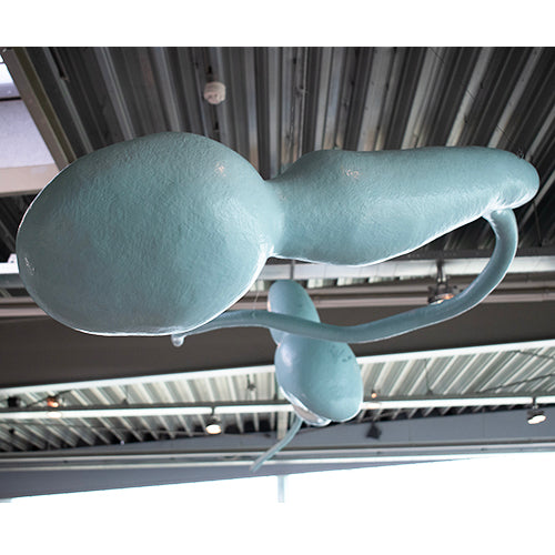 Atelier van Lieshout zaadcellen