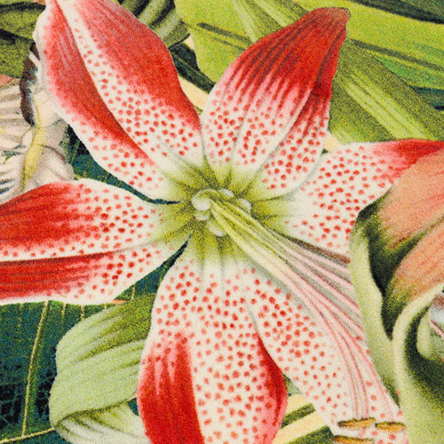 Moooi Carpets Extinct Plants herbarium vloerkleed groen roze