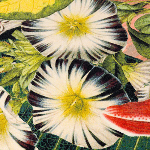 Moooi Carpets Extinct Plants Herbarium vloerkleed