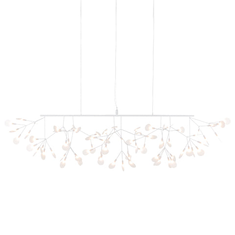 Heracleum linear wit