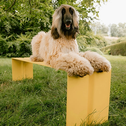 Wunder The Bench