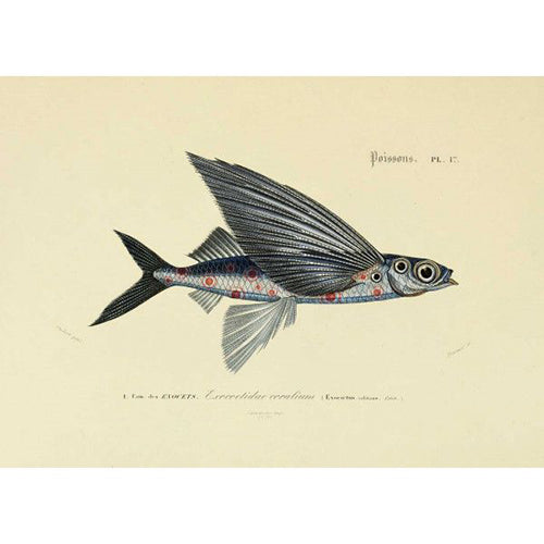 Moooi carpets flying coral fish vloerkleed blauw