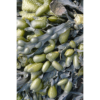 moooi carpets seaweed vloerkleed groen blauw